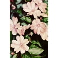 thumbnail image 2 of Peck, Gail 11x14 White Modern Wood Framed Museum Art Print Titled - Filter Flowers II, 2 of 4