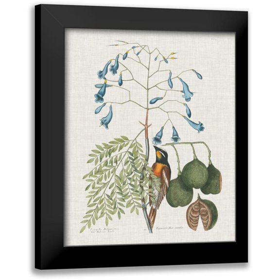 Catesby, Mark 12x14 Black Modern Framed Museum Art Print Titled - Studies in Nature II