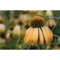 thumbnail image 2 of Berzel, Erin 14x11 Gold Ornate Wood Framed with Double Matting Museum Art Print Titled - Echinacea VII, 2 of 4