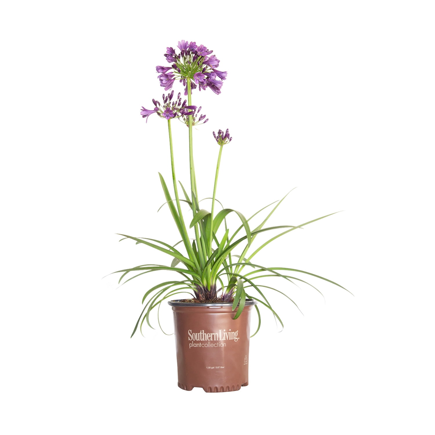 Southern Living Ever Amethyst Agapanthus 'Lily of the Nile' Live Shrub in 2.5-Quart Grower Pot