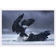 thumbnail image 1 of Bald Eagles Fighting - Lantern Press Photography (36x24 Giclee Art Print, Gallery Framed, White Wood), 1 of 1
