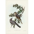 thumbnail image 2 of Gould, John 17x24 White Modern Wood Framed Museum Art Print Titled - Jardine’s cuckooshrike-Campephaga Jardinii, 2 of 4