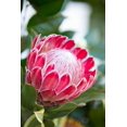 thumbnail image 2 of Millet, Karyn 23x32 Black Ornate Wood Framed with Double Matting Museum Art Print Titled - Pink Protea, 2 of 4