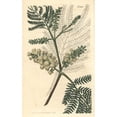 thumbnail image 2 of Two-Spiked Acacia, Acacia Lophantha Poster Print By ® Florilegius Mary Evans (18 X 24), 2 of 4