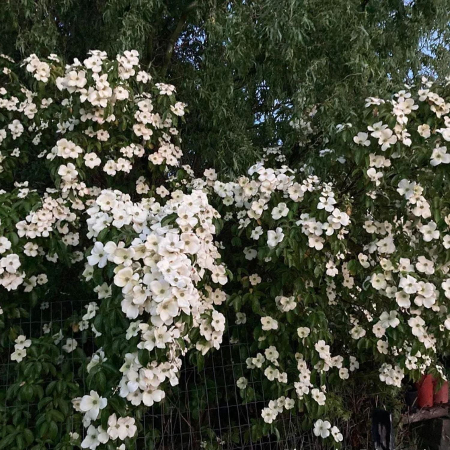Expert Gardener 2-3' Dogwood Mountain Moon in 1 gal. Grower Pot