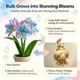thumbnail image 2 of Amaryllis, Low Maintenance - Easy Grow - Ideal for Beds Borders, Plant Pots & Planters, 2 of 5