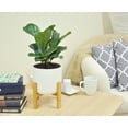 thumbnail image 4 of Disco-Little Fiddle Leaf Ficus Lyrata Plant, in 6-inch Décor Pot, 4 of 10