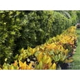thumbnail image 4 of Nature's Way Farms Podocarpus (25-30 inches tall) in growers pot, 4 of 5