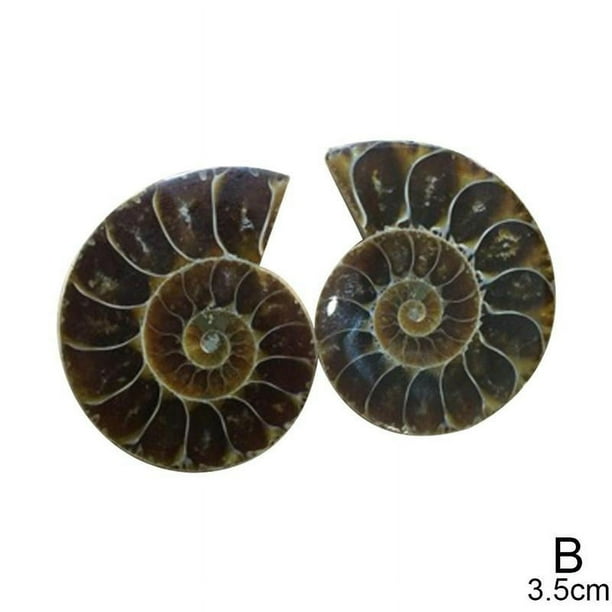 Natural Ammonite Shell Gemstone Specimen Natural and Minerals Fish Tank ...