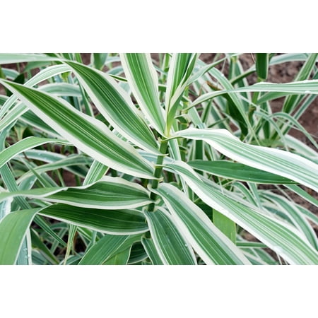 Peppermint Stick Giant Reed Ornamental Grass Plant - Arundo donax - 4