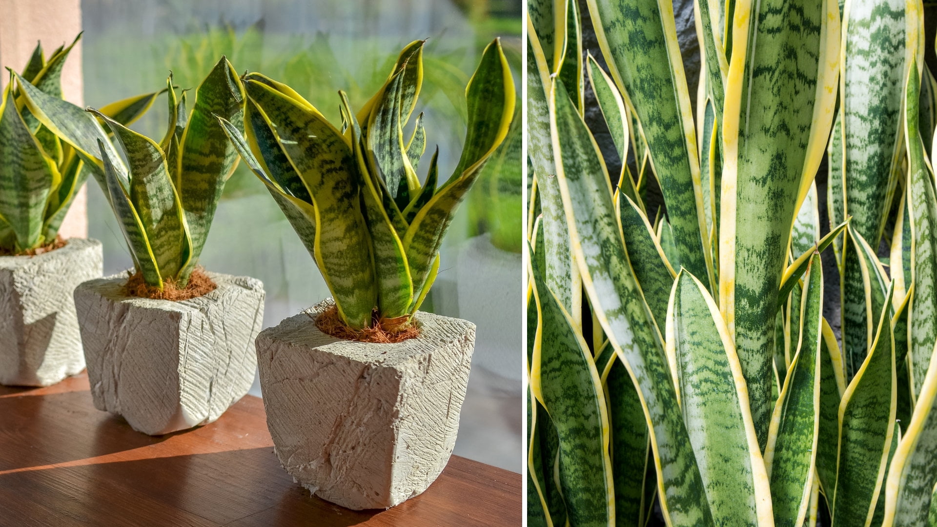 Plant with Purpose Live Houseplant 6 in Sansevaria Laurentii with Bright Indirect Sun- 2 Piece