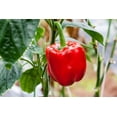 thumbnail image 4 of Yolo Wonder L Red Sweet Bell Pepper Seeds for Planting, 100+ Heirloom Seeds Per Packet Non GMO Seeds, Botanical Name Capsicum annuum, Great Home Garden Gift, 4 of 8