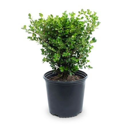 Expert Gardener 2.5QT Boxwood Green Mountain Evergreen Live Plants Full Sun
