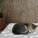thumbnail image 4 of Manta de lana Coral para perro, manta para Gato, cómoda manta para cachorro, manta para sofá, 4 of 7