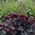 thumbnail image 7 of Van Zyverden Heuchera Purple Palace Set of 5 Plant Roots White Partial Sun Flowering 1 lb, 7 of 7