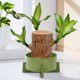 thumbnail image 5 of Wooden Hydroponic Green Copper Money Grass Basin | Non-Porous Decorative Bowl Planter | Matte Finish | Leakproof Solid Wood Resin Pot for Indoor Water Plants | 18x18cm | Stability Enhanced, 5 of 8