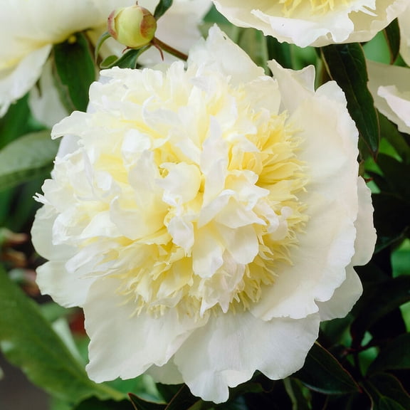 Honey Gold Peony Flower Root - Fragrant Perennial - Grow Live Flowers - Ready to Plant Bulb - Good as Cut Flowers - Deer Resistant - Attracts Butterflies and Hummingbirds - Easy Outdoor Garden