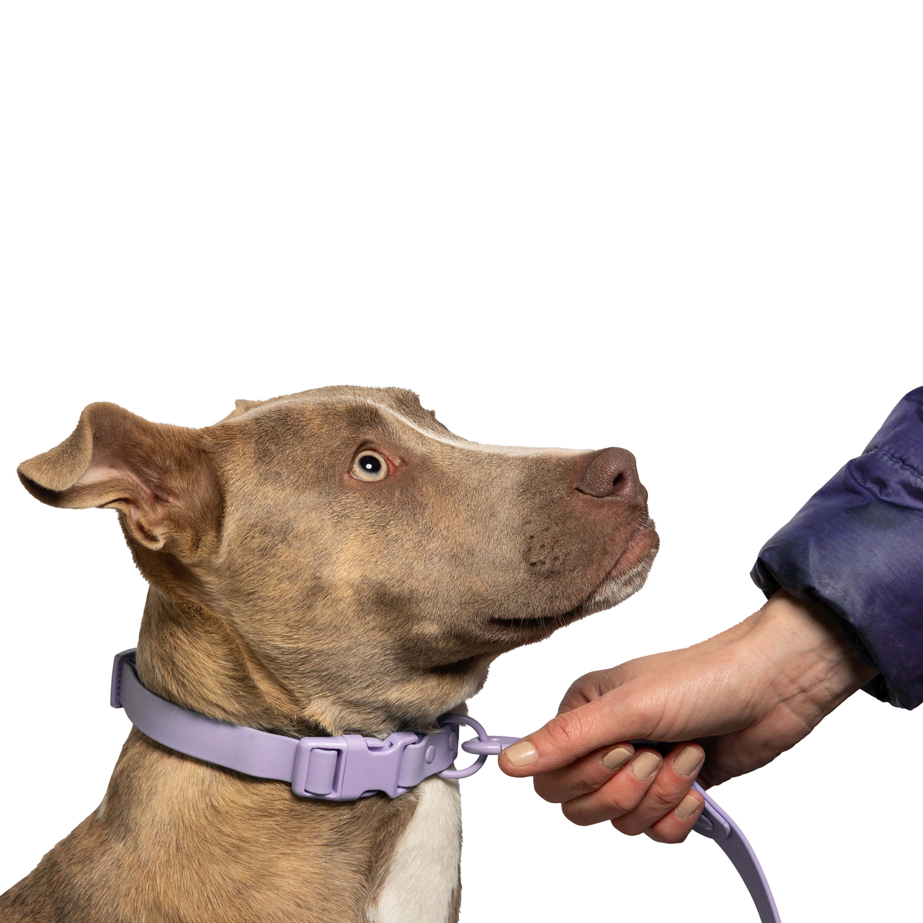 Vibrant Life 6' TPU Water Resistant Standard Dog Leash, Lavender