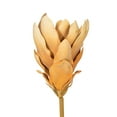 thumbnail image 2 of 25" Light Orange Protea Stem 2/Bag, 2 of 2