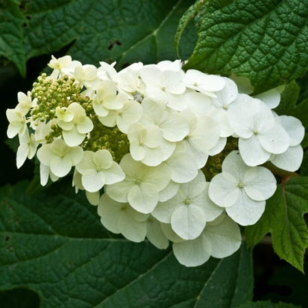 Alice Oakleaf Hydrangea - Hydrangea quercifolia 'Alice'