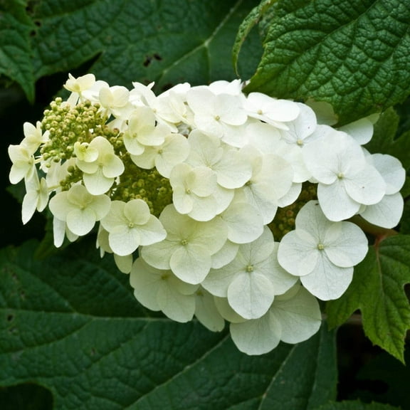 Alice Oakleaf Hydrangea - Hydrangea quercifolia 'Alice'