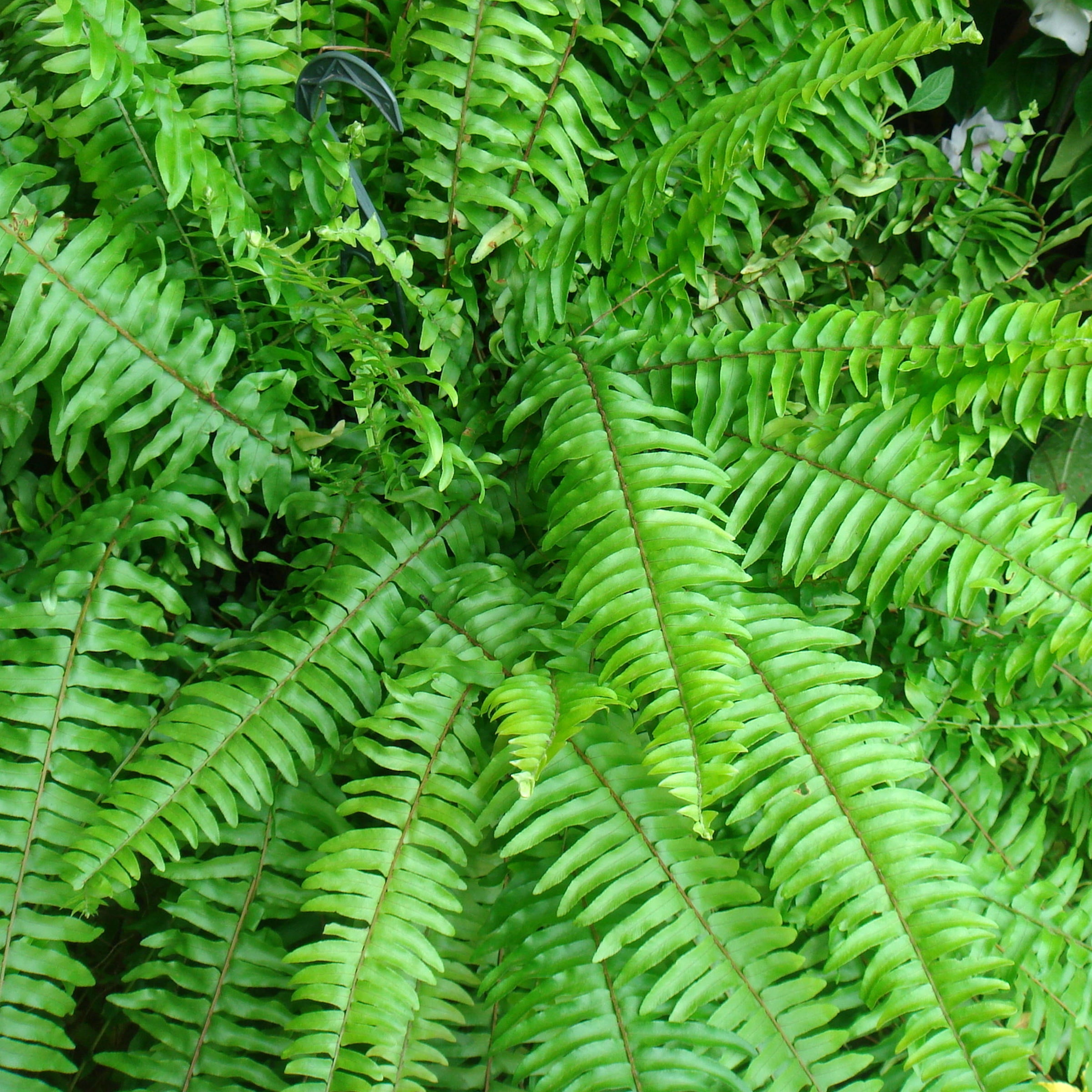 10 in. Boston Fern Hanging Basket Live Houseplant with Indirect Sunlight
