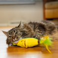 thumbnail image 6 of Catstages Crunchy Pickle Kicker Cat Toy – Plush Crinkle Toy with Catnip and Dental Mesh, 6.5", 6 of 10
