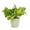 Sage, variant on Live Golden Pothos Plant - Variegated Foliage - 4" Decorative Pot Cover - Thorsen's Greenhouse