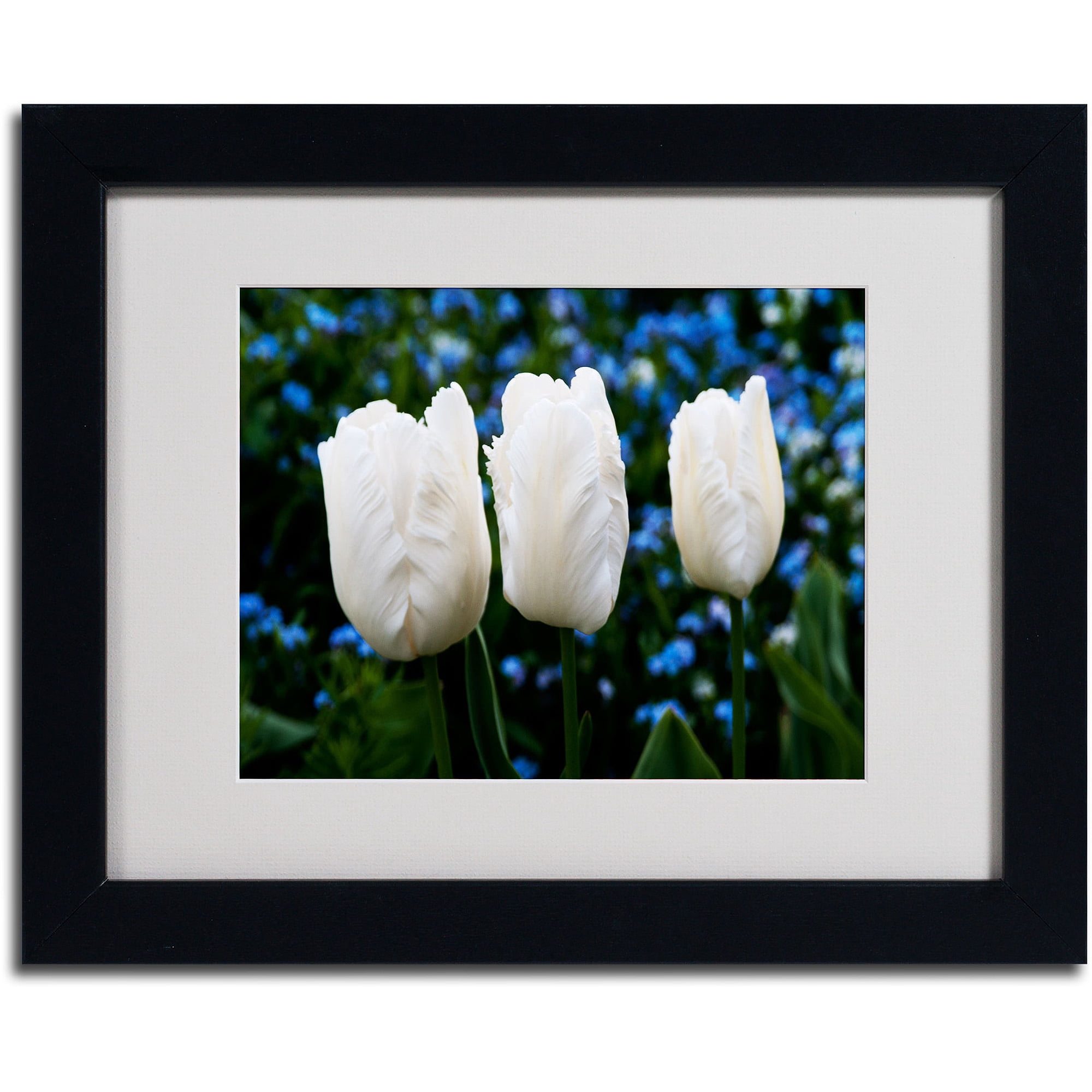 Trademark Fine Art "Three Parrot Tulips" by Kurt Shaffer, Black Frame