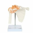 thumbnail image 2 of Axis Scientific Functional Joint Anatomy Model Set Includes Flexible Skeletal Shoulder Joint, Knee Joint, Hip Joint and Elbow Joint Models with Ligaments, 4 Pack, 2 of 3