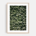 thumbnail image 2 of Ivy - Salem Massachusetts Photography Botanical Nature Floral Rustic Forest Unframed Wall Art Print 40 x 60 inches, 2 of 60