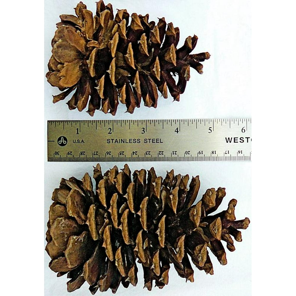 Ponderosa Pine Cones - Large &ndash; Case of 50 Pine Cones - Walmart.com