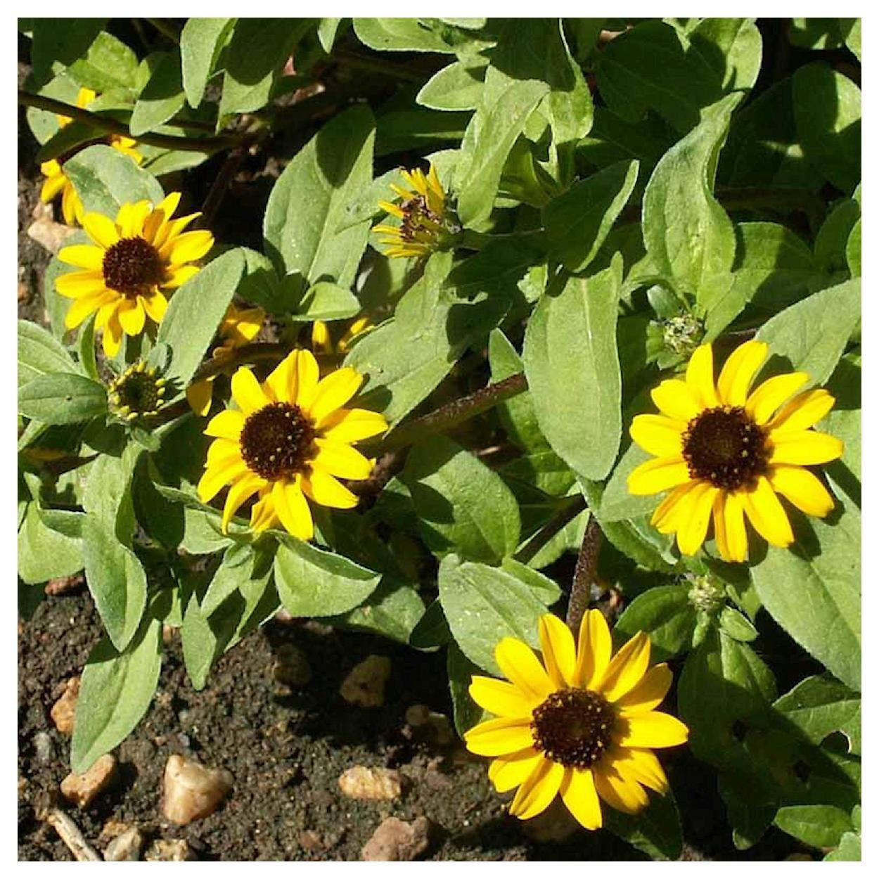 Everwilde Farms - 1/4 lb Creeping Zinnia Garden Flower Seeds - Gold Vault Bulk Seed Packet