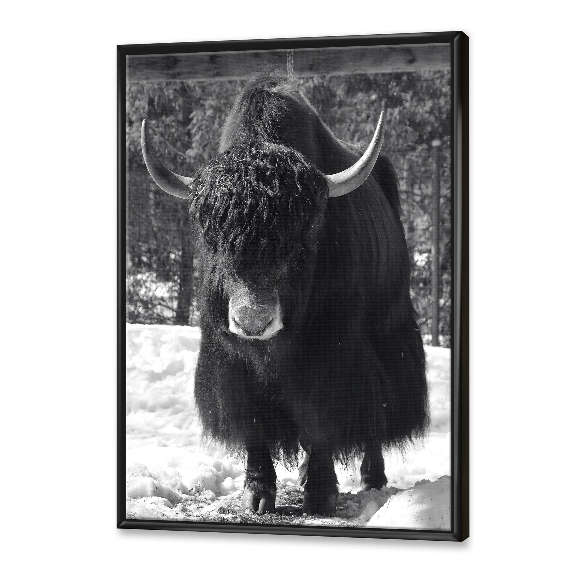 Designart 'Portrait Of Monochrome Wild Bull In Winter Forest I' Farmhouse Framed Canvas Wall Art Print