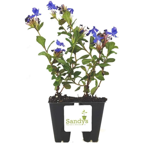 Plumbago Ceratostigma Deep Blue Flower Groundcover Starter Plant, Lot of 24