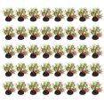 thumbnail image 1 of Uxcell Plantas Artificiales de Acuario 40 Pcs Decoraciones para Tanques de Peces Accesorios Rojo-Verde Cuatro Hierbas, 1 of 6