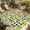 Green Yellow Black White, variant on Summer Lemon Outdoor Rug for Patio/Deck/Porch, Non-Slip Large Area Rug 5 x 8 Ft, Yellow Fruit Farm Vintage White Wood Grain Indoor Outdoor Rugs Washable Area Rugs, Camping Rug Carpet Runner