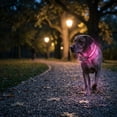 thumbnail image 7 of LED Dog Collar, Light Up Dog Collar Adjustable USB Rechargeable Super Bright Safety Light Glowing Collars for Dogs, 7 of 7