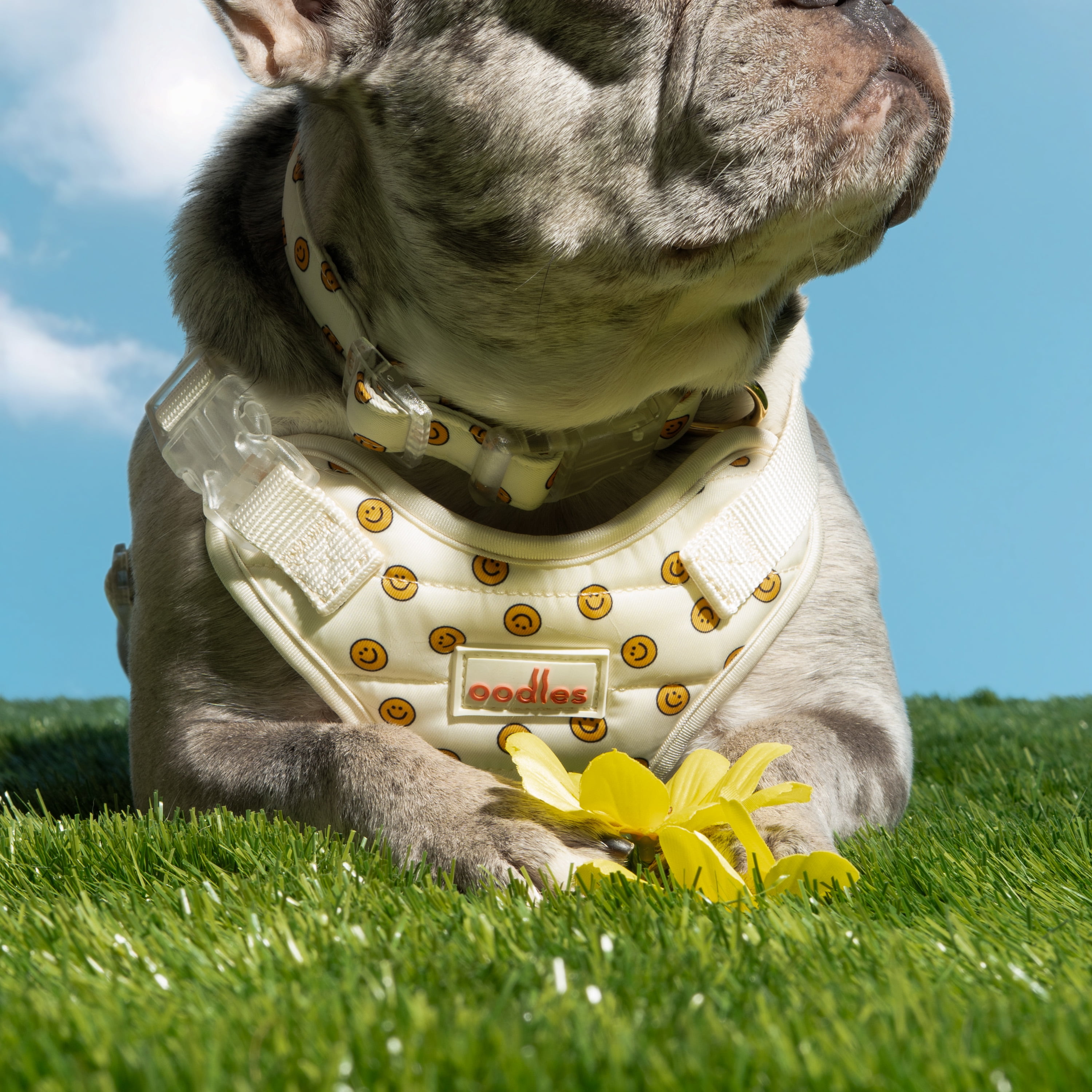 Oodles Tan Smiley Faces Quilted Adjustable Dog Harness, Medium