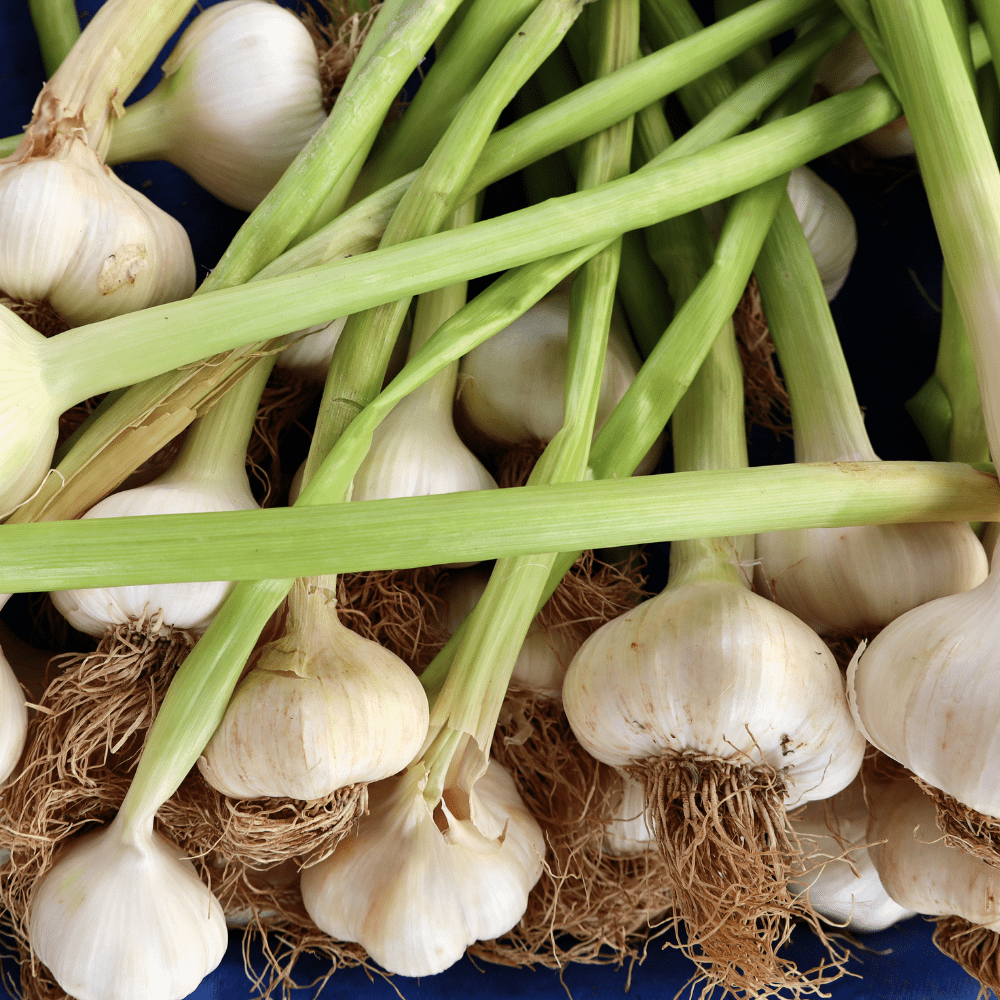 Mix Garlic Bulbs for Planting, Set Garlic Bulbs, 0.5Lb, Assorted Heirloom Garlic for Planting or Culinary Use