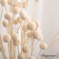 thumbnail image 4 of Uniquewise 40-Pcs Natural Dried Billy Ball Craspedia Flowers Bouquet for Home Party & Wedding Décor Real Buttons for Tall Vases Floral Arrangements DIY Crafts Centerpieces & Wreath Accents Off White, 4 of 8