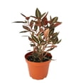 thumbnail image 2 of Peperomia Metallica Live Plant | Peperomia Plant Metallica | Pet Safe Rare House Plants | Air Purifying Easy Care Houseplants | Plant Gifts, 2 of 6