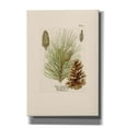 thumbnail image 1 of Epic Graffiti'Vintage Pine Cone' by Stellar Design Studio, Giclee Canvas Wall Art, 18"x26", 1 of 8