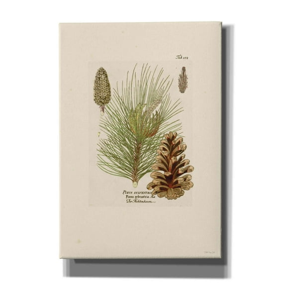 Epic Graffiti'Vintage Pine Cone' by Stellar Design Studio, Giclee Canvas Wall Art, 18"x26"