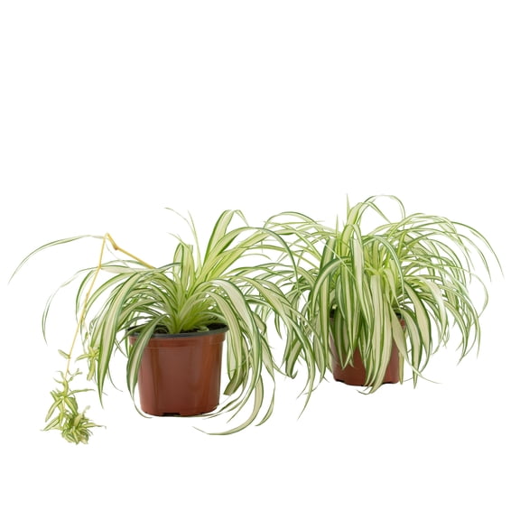 Plant with Purpose 6 in Spider Plant Live Houseplant with Bright Indirect Sun- 2 Piece