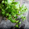 thumbnail image 3 of Live Perennial 4" Herb 'Peppermint' (3-Pack) with Full Sunlight, 3 of 6
