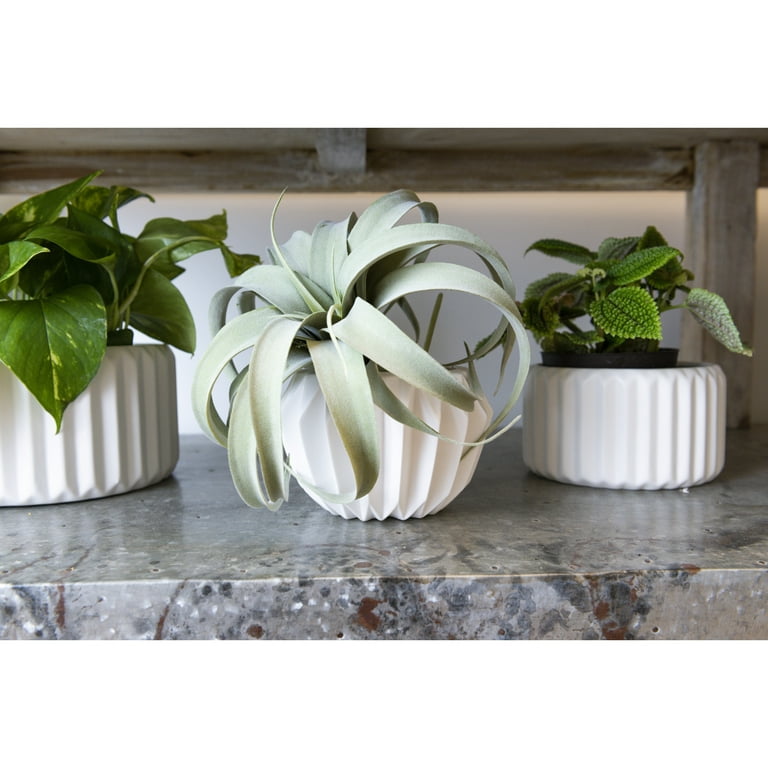 Bloomingville Various Round Fluted Stoneware Flower Pots, White, Set of 2 -  Walmart.com
