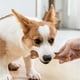 thumbnail image 4 of Perfume Pet Toy Beef Scented Simulated Bones Bite-resistant Molar Interactive Rewards Molar Toy, 4 of 4