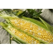 Earthcare Seeds - Sweet Corn Peaches and Cream 100 Seeds (Zea Mays) Heirloom - Open Pollinated - Non GMO - Untreated Seed
