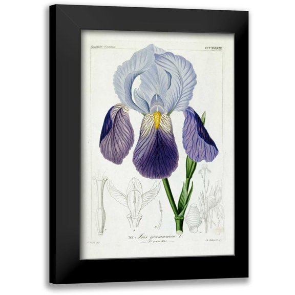 Reichenbach, H.G.L. 11x14 Black Modern Framed Museum Art Print Titled - Bearded Iris